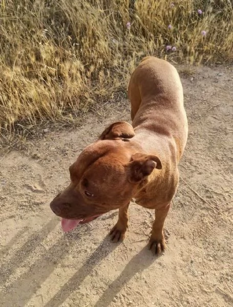 Aiutami fammi uscire..  Dolce Pit cerca la sua famiglia per sempre  | Foto 4