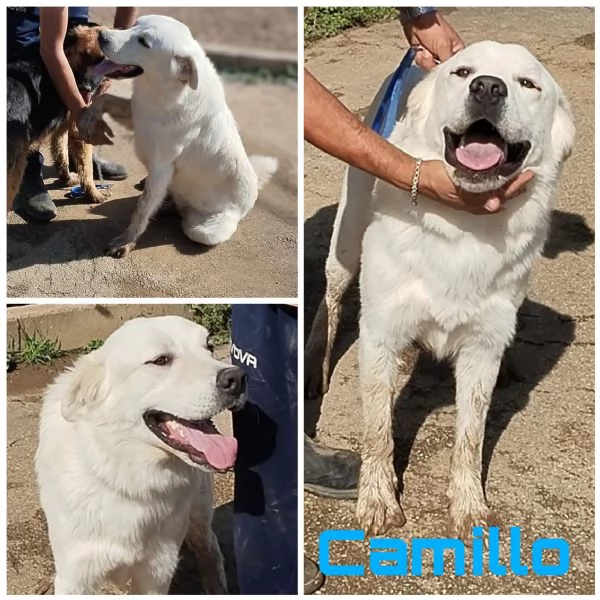 Camillo cerca la sua famiglia per la vita | Foto 1