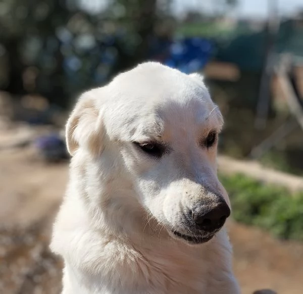 Una famiglia per sempre per questo dolce cucciolone  | Foto 5