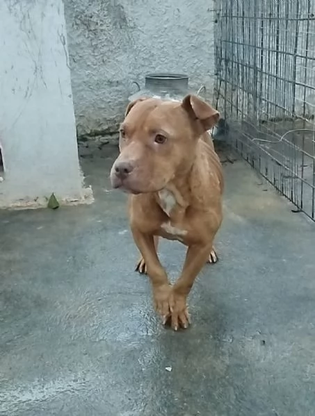 Enya una dolcissima Pitbull red nose cerca una amorevole famiglia tutta per lei | Foto 4