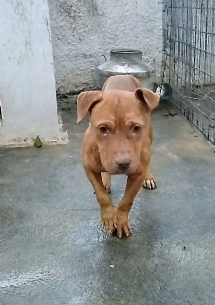 Enya una dolcissima Pitbull red nose cerca una amorevole famiglia tutta per lei | Foto 3