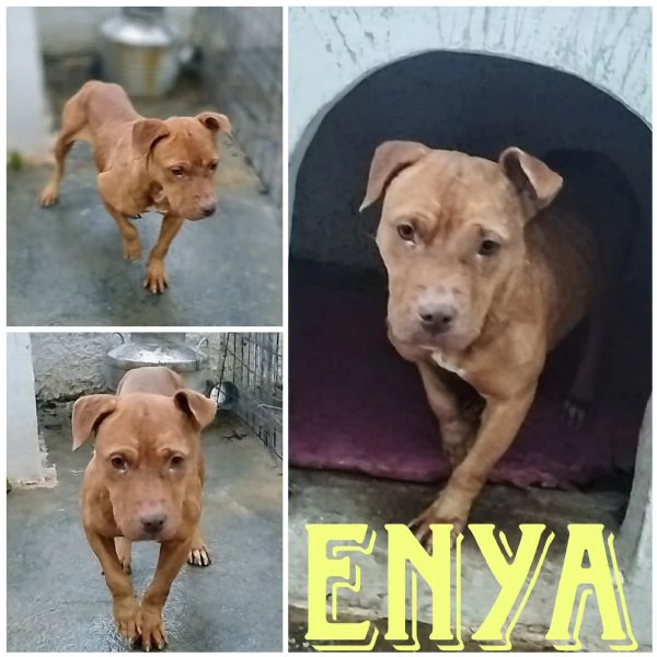 Enya una dolcissima Pitbull red nose cerca una amorevole famiglia tutta per lei