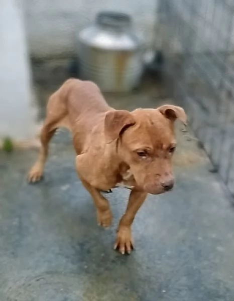 Enya una dolcissima Pitbull red nose cerca una amorevole famiglia tutta per lei | Foto 0