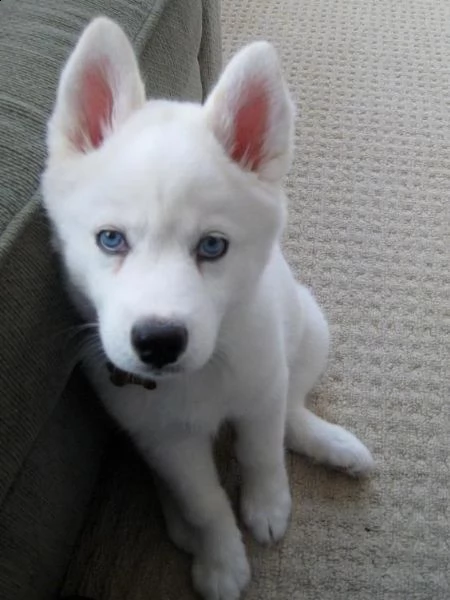 cuccioli di husky siberiano