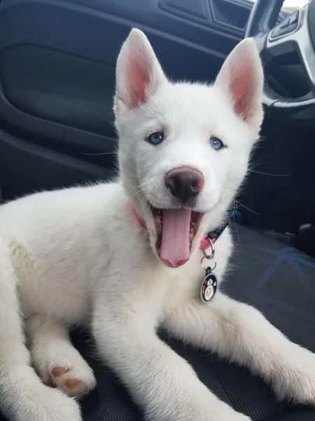 cuccioli di husky siberiano | Foto 0