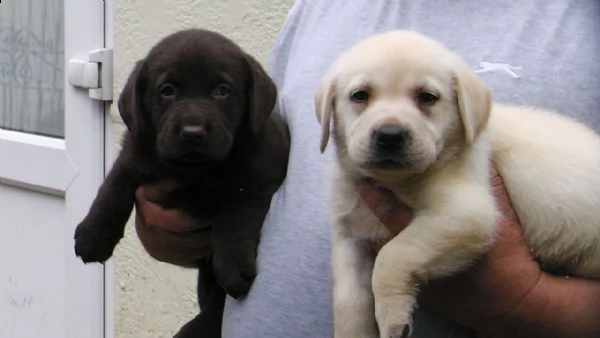 cucciola di labrador retriever