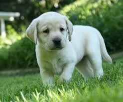 labrador con libretto sanitario