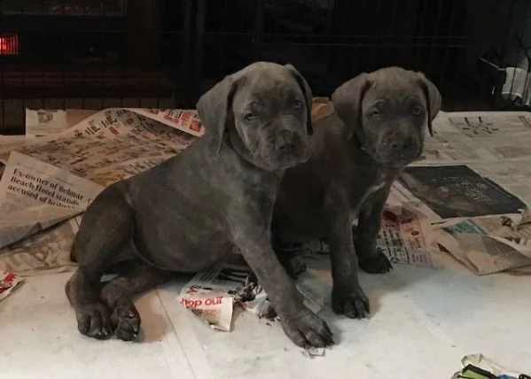 cuccioli di cane corso maschi e femmine pronti a partire.