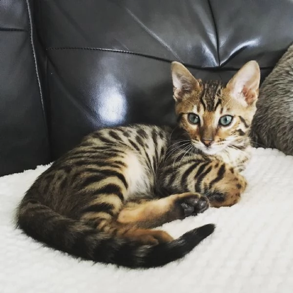 gattino del bengala maschio e femmina pronto a partire.