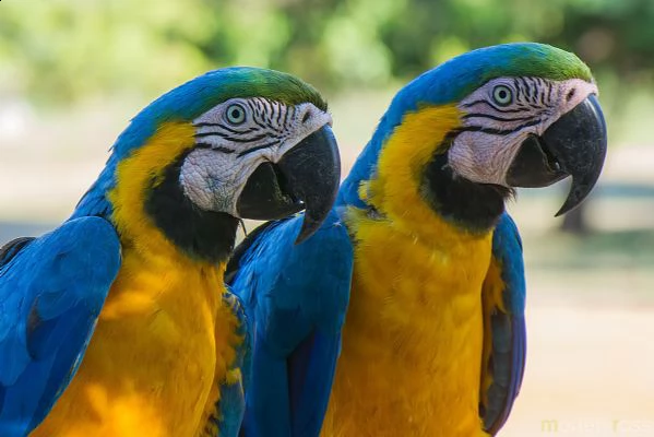 pappagalli cockatiel maschio e femmina pronti a partire.