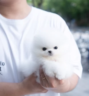 sani cuccioli di volpino di pomerania