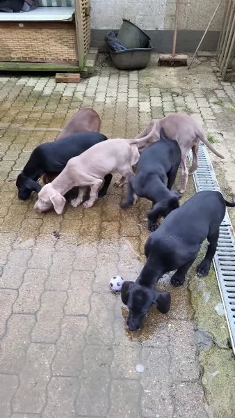 regalo cuccioli di weimaraner,.,