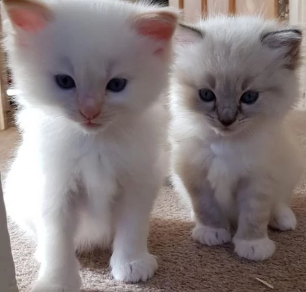 gatitos ragdoll criados en casa