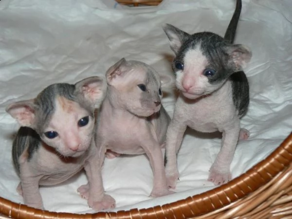 hermosos gatitos sphynx para adopción