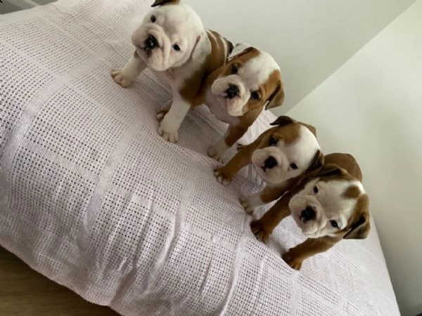 affascinanti cuccioli di bulldog inglese