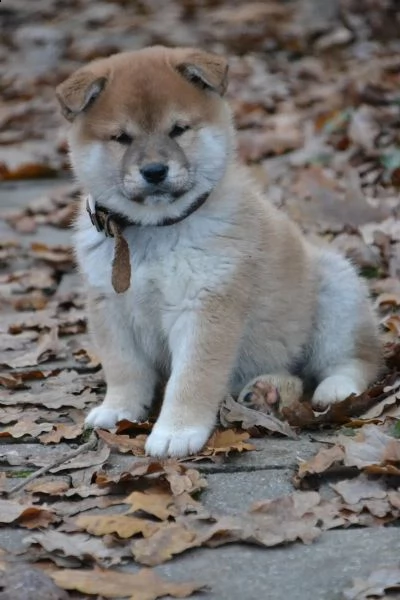 meravigliose cuccioli di shiba inu | Foto 2