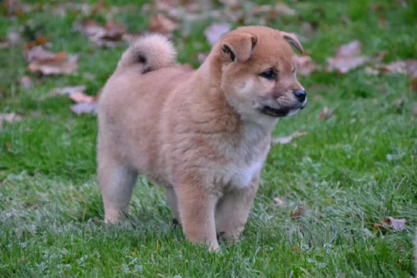 meravigliose cuccioli di shiba inu | Foto 0