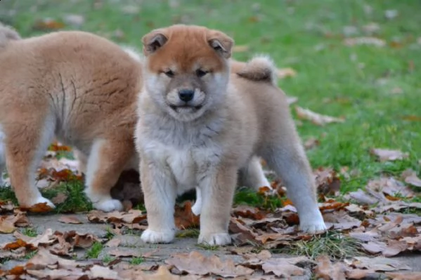 meravigliose cuccioli di shiba inu