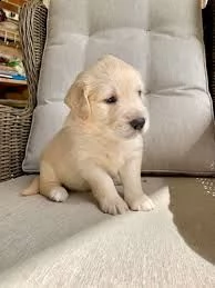 golden retriever-pups te koop