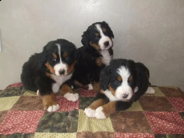 cuccioli bovaro del bernese in regalo 