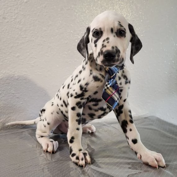 regarlo dalmata cuccioli bellissima cucciolata cerca nuova famiglia, 4 maschi e 3 femmina, 60 gg, tu