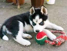 prachtige siberian husky puppies. | Foto 0