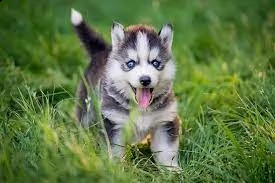 prachtige siberian husky puppies.