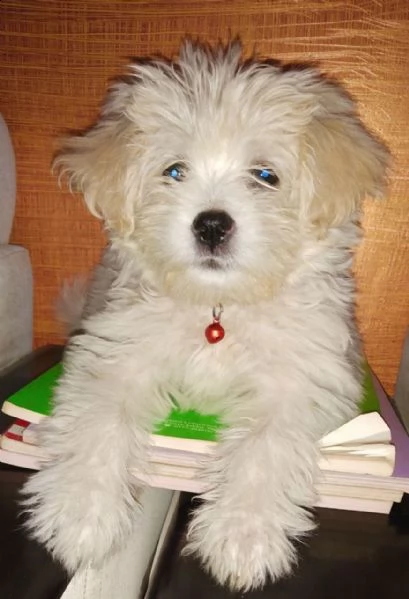 havanese