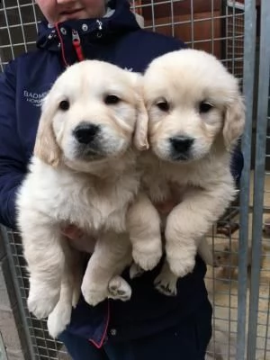 vendita cuccioli di golden retriever