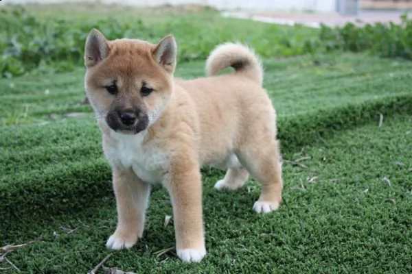 regalo shiba inu cuccioli disponible per l'adozione