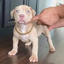 pitbull