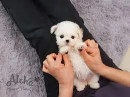 bichon