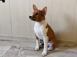 basenji