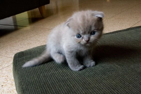 gattino scottish fold maschio e femmina pronto a partire.