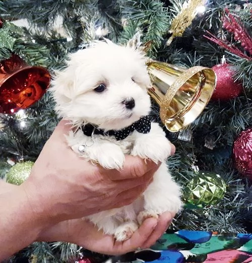 adorabili cuccioli maltese  femminucce e maschietti disponibili 