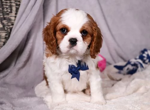 cuccioli di cavalier king  femminucce e maschietti per l'adozione gratuita