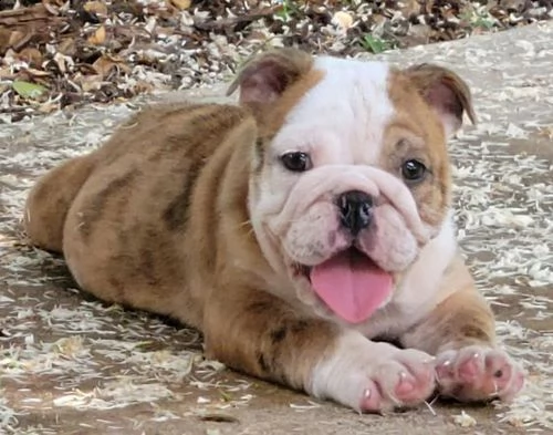 regalo bulldog inglese cuccioli con pedigree 