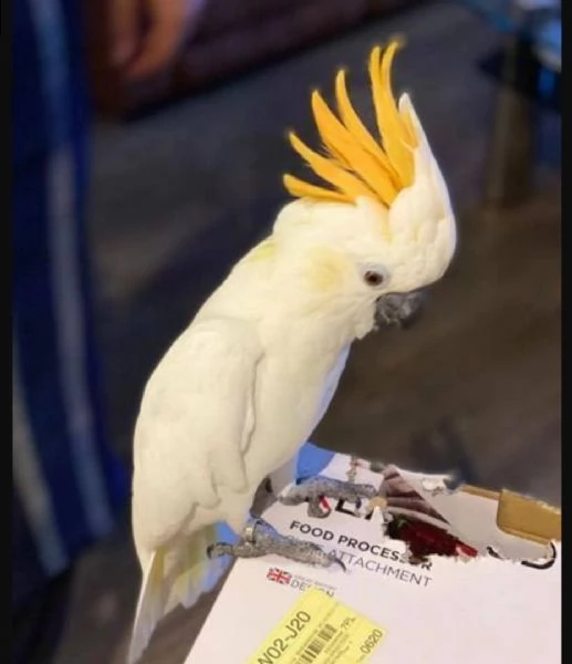 cacatua gratis