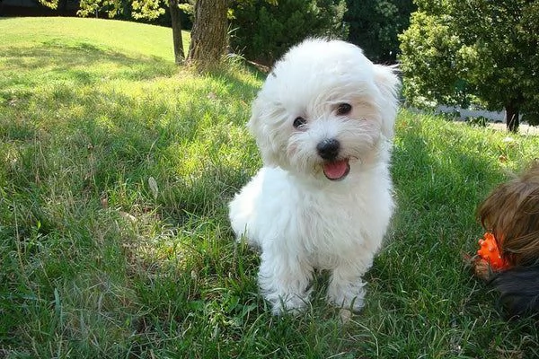 bichon  | Foto 0