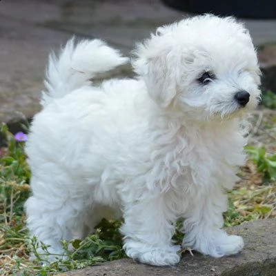 bichon 