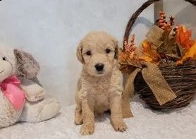 cuccioli di labradoodle | Foto 0