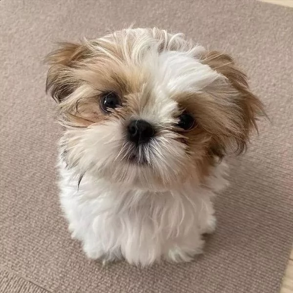 regalo shih tzu cuccioli meravigliosi !  nati in casa da nostri esemplari ipertipici carattere ottim