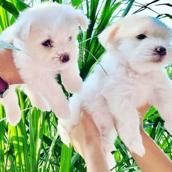 cuccioli di bichon