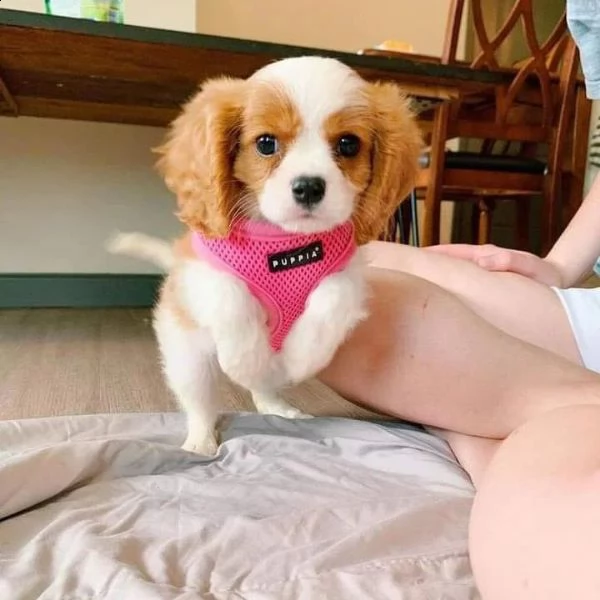  cuccioli di cavalier king  femminucce e maschietti disponibili per l'adozione 