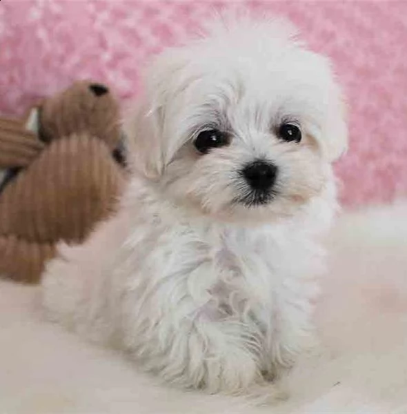  cuccioli di bulldog maltese per l'adozione