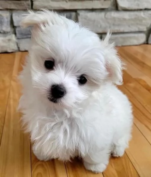 due cuccioli di maltese bianchi