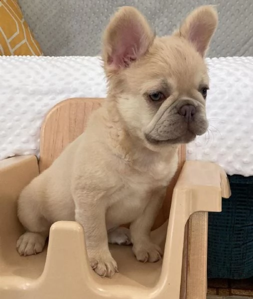 cuccioli di bulldog francese per l'adozione abbiamo una bella lettiera di bulldog francese per l'ado