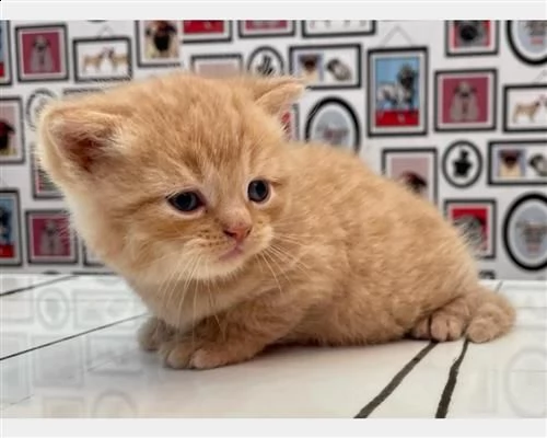  magnifici cuccioli british shorthair bluw