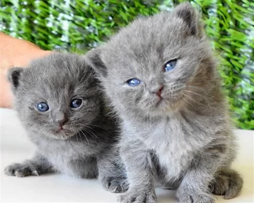  magnifici cuccioli british shorthair bluht