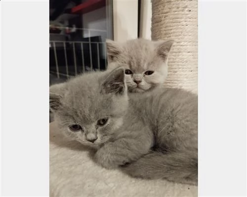  magnifici cuccioli british shorthair bluaqsd | Foto 0